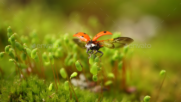 Close-up wildlife of a ladybug in the green grass in the forest - Stock Photo - Images