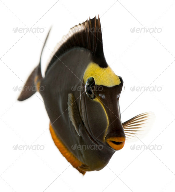 Orangespine unicornfish, Naso lituratus, in front of white background - Stock Photo - Images