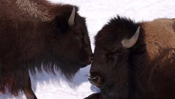 bison being close in the cold winter alt