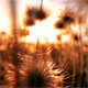 Fluffy Flowers - Sunset - VideoHive Item for Sale