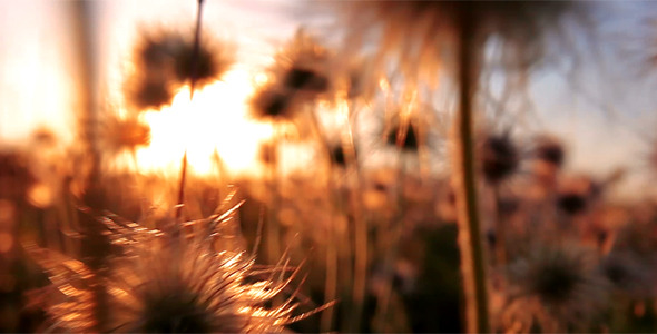 Fluffy Flowers - Sunset