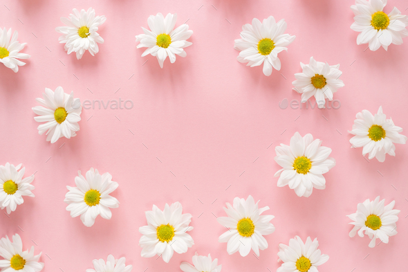 Round frame made of white daisy flowers buds on pink background Stock ...