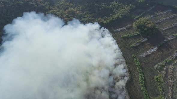 Agricultural crops burning near forest danger alt