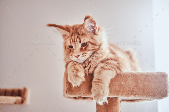 Cute ginger maine coon kitten is lying on special cat\'s furniture near window