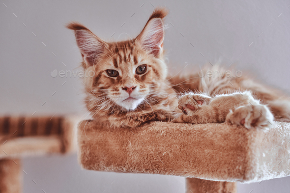 Little sleepy maine coon kitten is lying on special cat\'s furniture.