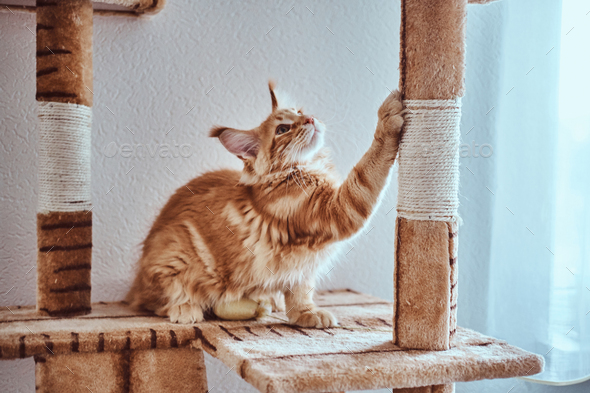 Cute ginger maine coon kitten is sharpening his claws on special cat\'s furniture near window
