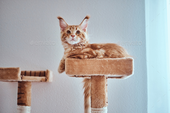 Adorable ginger maine coon kitten is lying on special cat\'s furniture near window