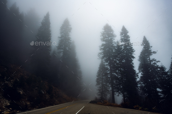 Country Road In A Misty Forest With Tall Pine Trees Around Stock Photo By Romankosolapov