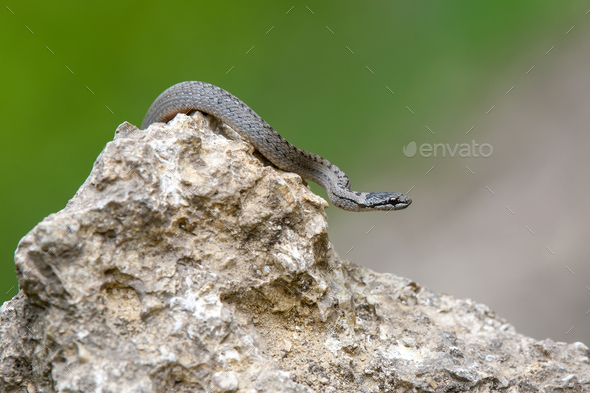 Smooth snakes eyes (Coronella austriaca) taken on heathland nature habitat - Stock Photo - Images