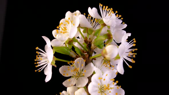 A Branch of a Fruit Tree Blooms