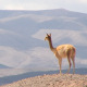 Vicuna From Salta, Argentina - VideoHive Item for Sale