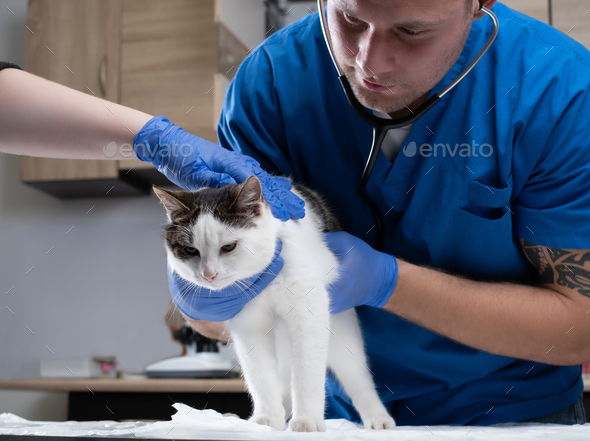 Veterinary doctor examining a sick cat with stethoscope in a vet clinic  Stock Photo by fxquadro
