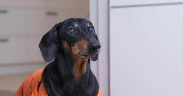 Portrait of a Cute Dachshund Dog in an Orange Tshirt Who is Frozen in Stand and Attentively Watching