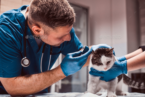 Male veterinarian examining cat ear infection with an otoscope in a vet clinic.