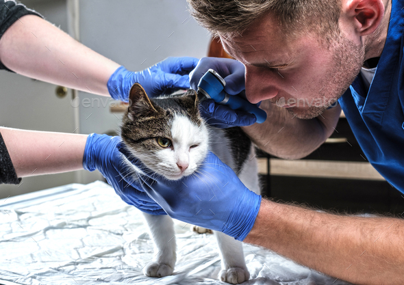 Male veterinarian examining cat ear infection with an otoscope in a vet clinic.