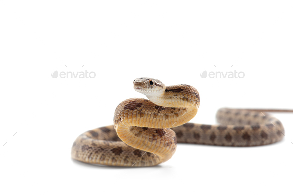 Curl Snake Attack Prey Vector Illustration Isolated On White Background.  Anaconda Snake Defense Pose Treat For Enemy. Python Predator With Muscular  Body Reptile Animal. Dangerous. Royalty Free SVG, Cliparts, Vectors, and  Stock