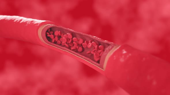 Red Blood Cells Flow Inside a Healthy Vessel Cross Section Artery View