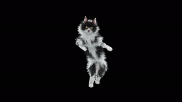 Cat Dancing 4K alt