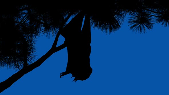 Bat Hangs Off Branch On Blue Sky alt