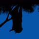 Bat Hangs Off Branch On Blue Sky - VideoHive Item for Sale
