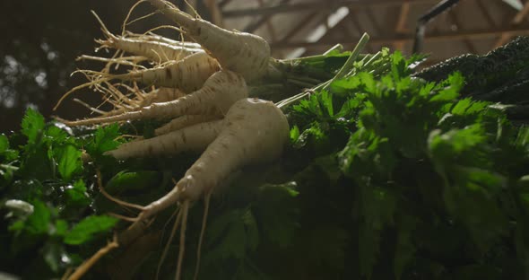Parsnips on organic farm alt