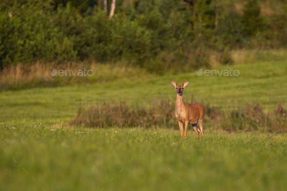 Young white-tailed deer standing on green meadow at sunrise and looking - Stock Photo - Images