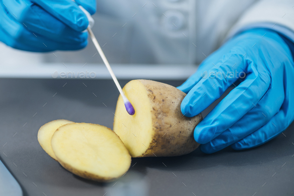 Food Safety Inspector in Laboratory, Searching for Presence of Nitrates in Potatoes