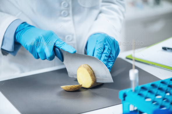 Food Safety Inspector in Laboratory, Searching for Presence of Nitrates in Potatoes