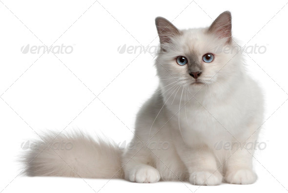 Birman Kitten, 4 months old, sitting in front of white background - Stock Photo - Images