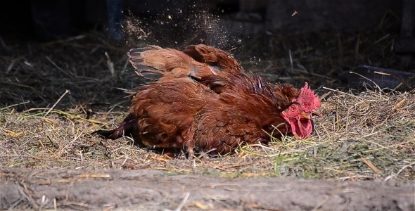 Rooster Having A Dust Bath