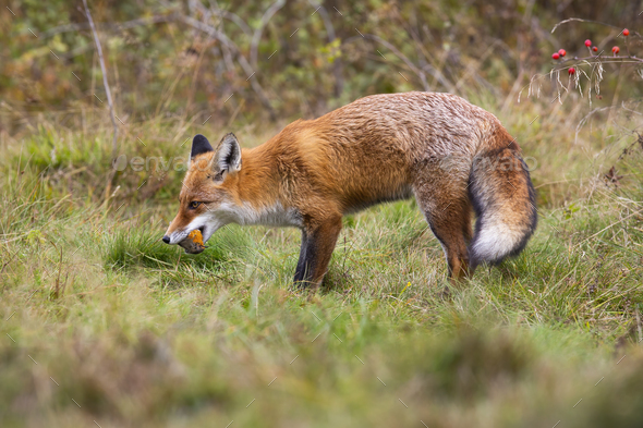 Fierce red fox holding dead european robin in mouth on meadow - Stock Photo - Images