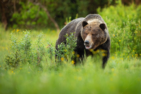 Dominant brown bear male standing on a green meadow with bushes with open mouth - Stock Photo - Images