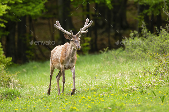 Vital red deer stag with new antlers covered in velvet walking forward on glade - Stock Photo - Images