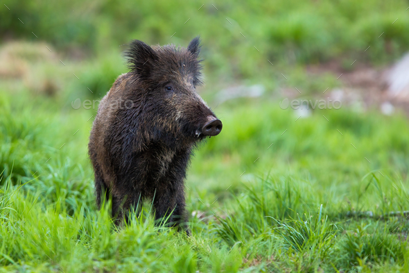 Shy wild boar standing on a meadow at dusk and looking from front view - Stock Photo - Images