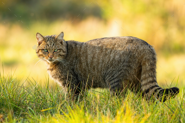 European wildcat standing on grassy meadow and looking into camera in summer - Stock Photo - Images