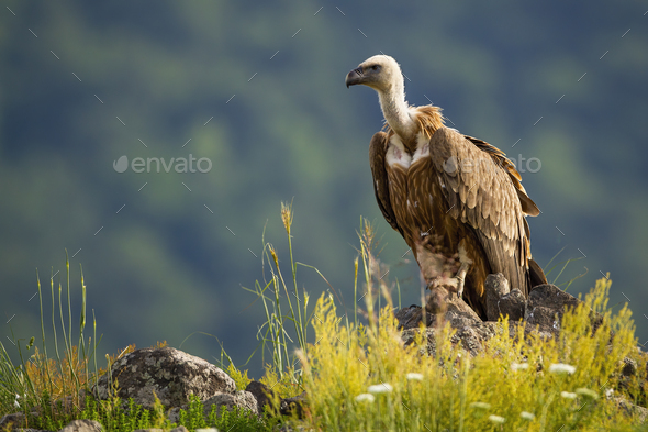 Solitary griffon vulture sitting on a rocky mountain peak in summer nature - Stock Photo - Images
