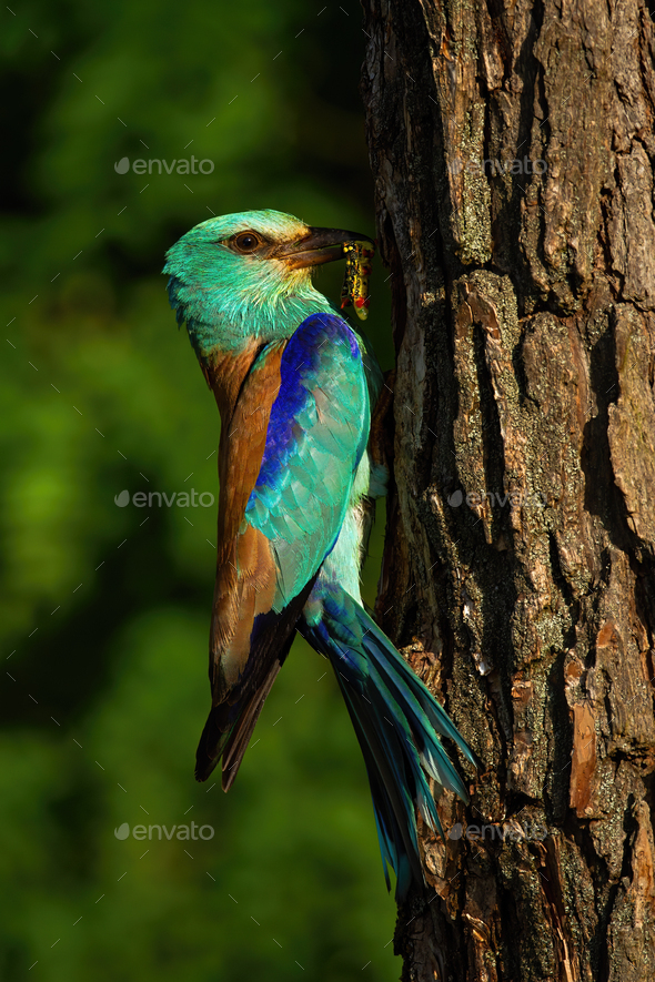 Vertical composition of european roller sitting near nest about to feed in summer at sunrise - Stock Photo - Images