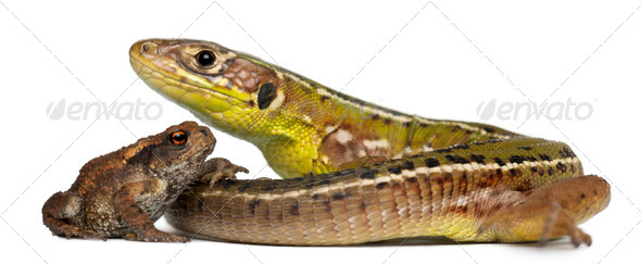 Wall lizard, Podarcis muralis, and young Common toad, bufo bufo, in front of white background - Stock Photo - Images