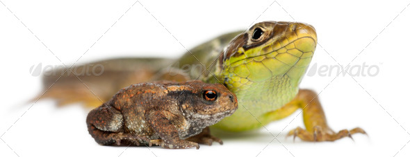 Wall lizard, Podarcis muralis, and young Common toad, bufo bufo, in front of white background - Stock Photo - Images