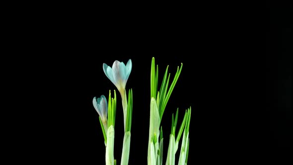 Timelapse of Several Violet Crocuses Flowers Grow Blooming and Fading on Black Background alt