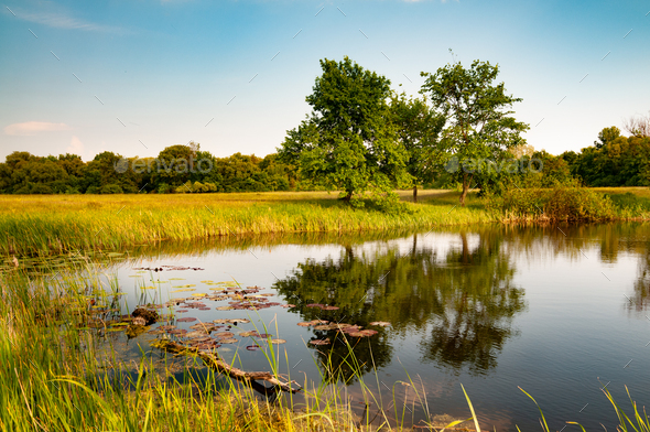 Sunny summer landscape with a beautiful forest - Stock Photo - Images