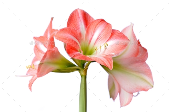 Close-up of a beautiful blossoming pink flower - Stock Photo - Images