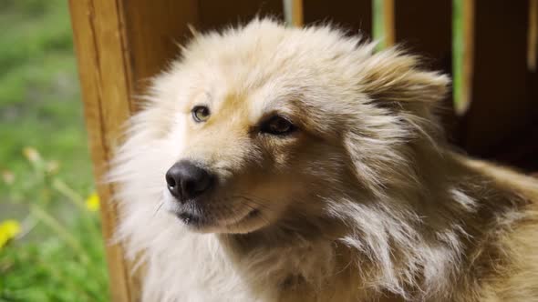 Portrait of a Fluffy Calm Dog