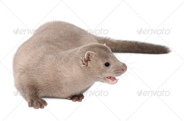 American Mink, Neovison Vison, 3 months old, in front of white background - Stock Photo - Images