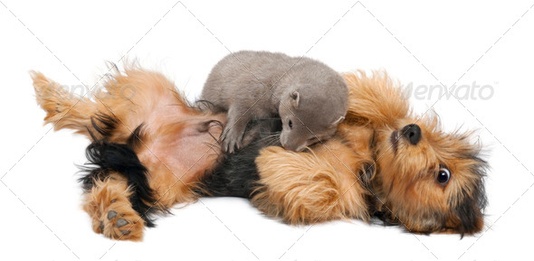 American Mink, Neovison Vison, 3 months old, and a Yorkshire dog in front of white background - Stock Photo - Images