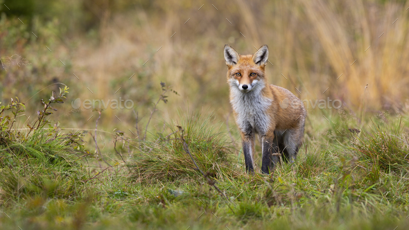 Red fox standing on meadow from front view and looking into camera in autumn - Stock Photo - Images