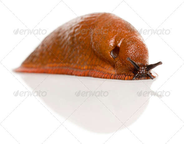 Red slug, Arion rufus, in front of white background - Stock Photo - Images