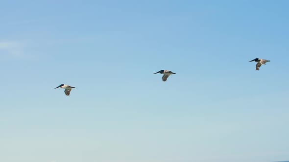 Flock of pelicans flying over the ocean (SLOWMO) alt