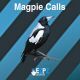 Magpie Calls