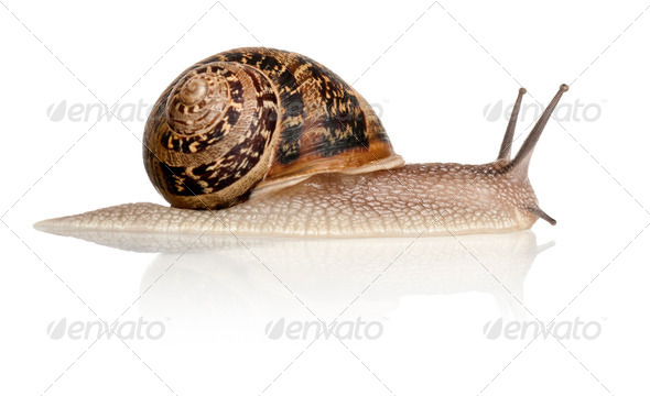 Garden Snail in front of white background - Stock Photo - Images